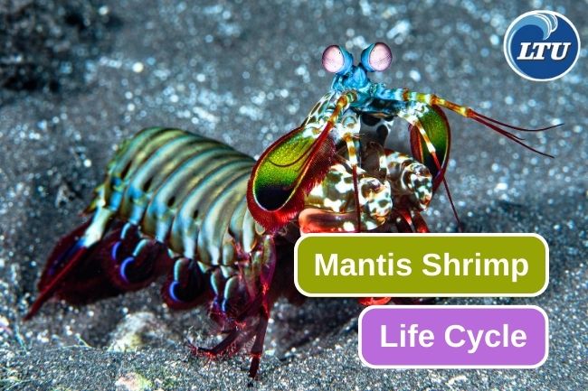 Mantis Shrimp Life Cycle In 7 Stages